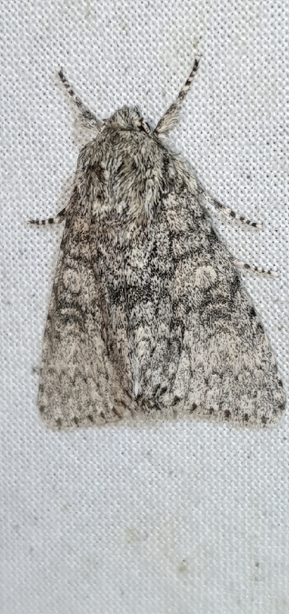 Acronicta megacephala  - Melchior Viallet