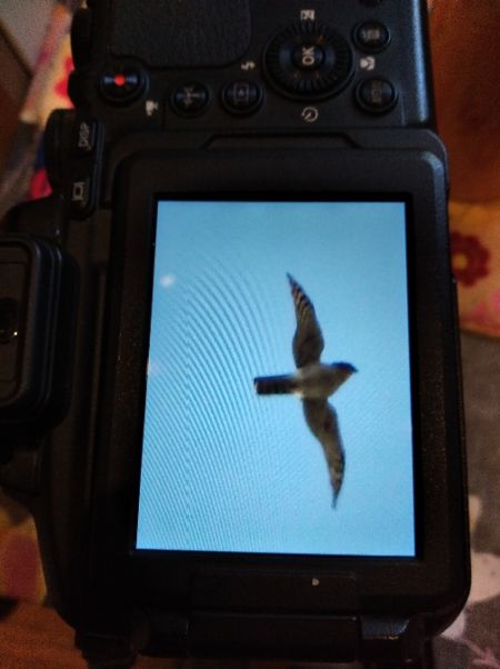 Sperber  - Andrzej Lipiński