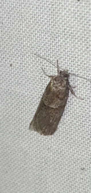 Tortricodes alternella  - Melchior Viallet