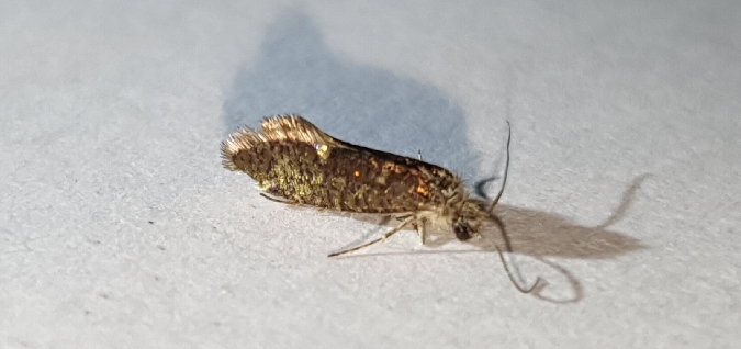 Dyseriocrania subpurpurella  - Melchior Viallet
