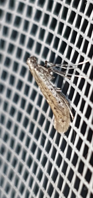 Aspilapteryx tringipennella  - Melchior Viallet