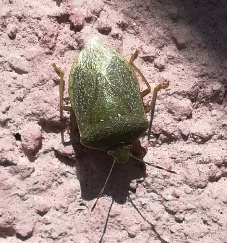 Nezara viridula  - Thomas Lux