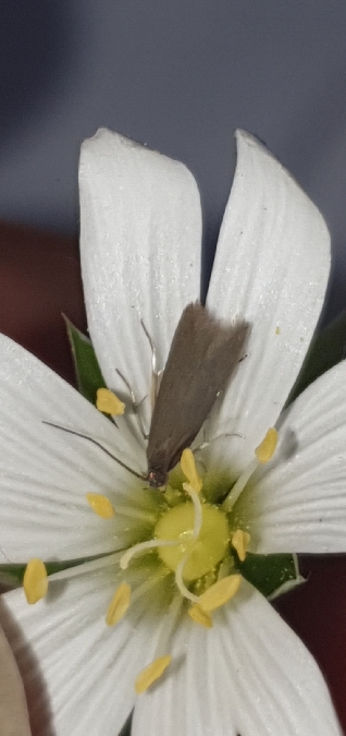 Coleophora lutarea  - Melchior Viallet