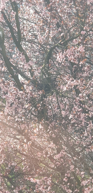 grzywacz  - Marcin Borowik