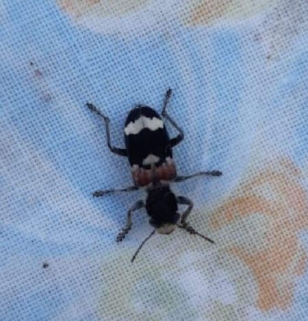 Clerus mutillarius  - Thomas Lux