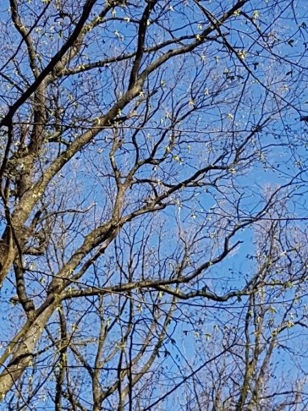 puszczyk  - Tomasz Knioła