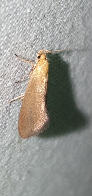 Crassa tinctella  - Melchior Viallet