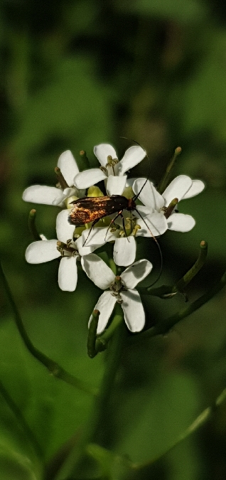 Adela reaumurella  - Melchior Viallet