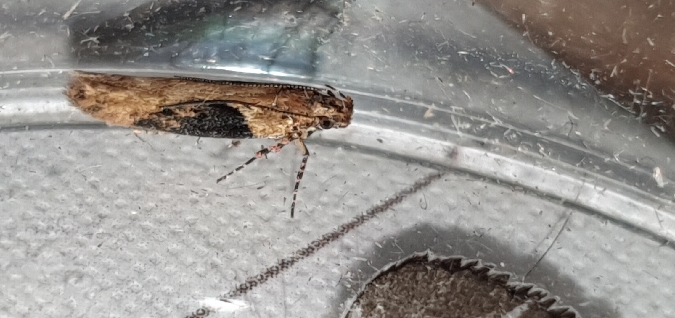 Scrobipalpa costella  - Melchior Viallet
