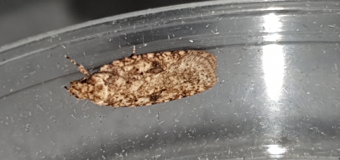 Agonopterix ferocella  - Melchior Viallet