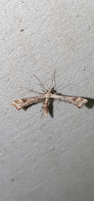 Platyptilia gonodactyla  - Melchior Viallet