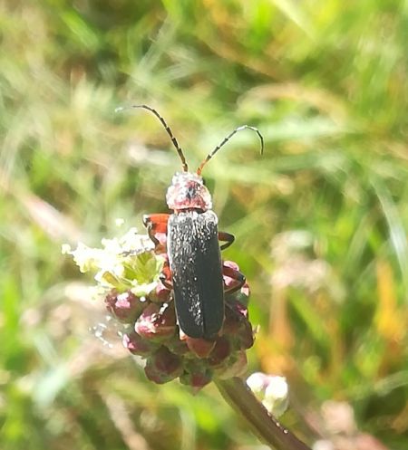 Cantharis rustica  - Thomas Lux