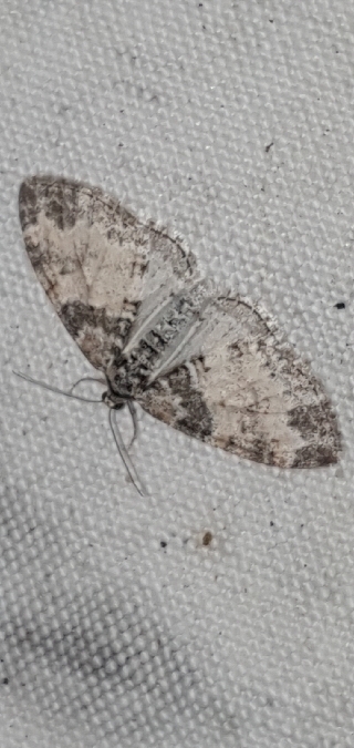 Lobophora halterata  - Melchior Viallet