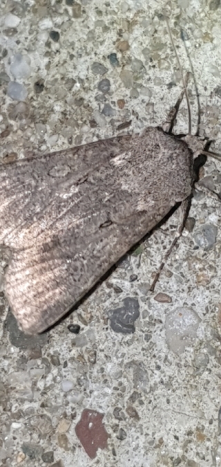 Noctuelle des moissons  - Melchior Viallet