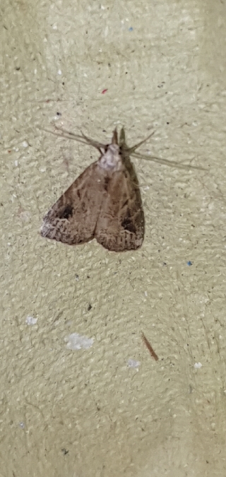 Schrankia costaestrigalis  - Melchior Viallet