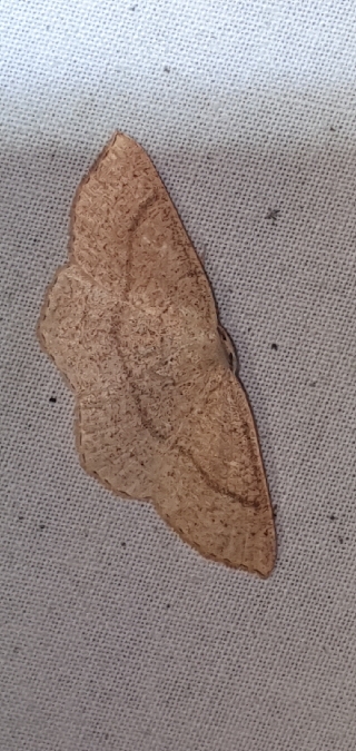 Cyclophora ruficiliaria  - Melchior Viallet