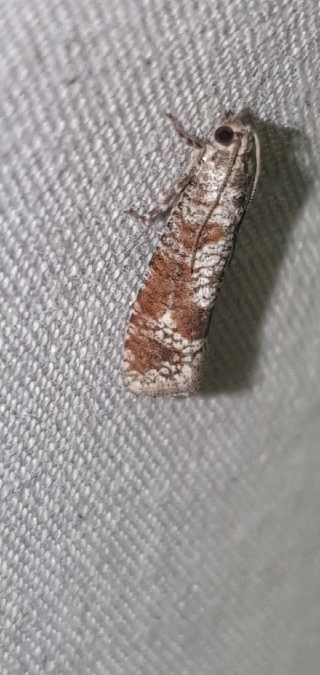 Rhyacionia maritimana  - Melchior Viallet