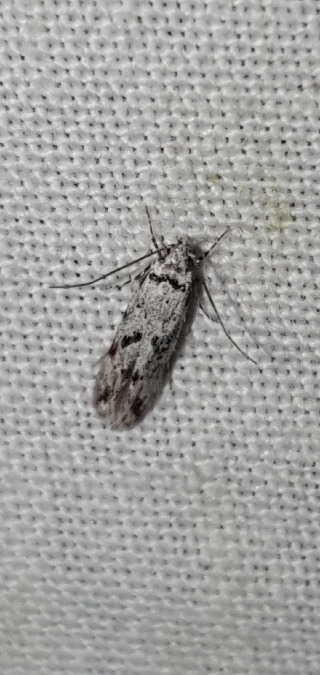 Stenolechiodes pseudogemmellus  - Melchior Viallet