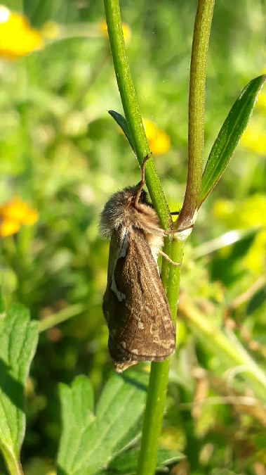 Louvette  - Melchior Viallet