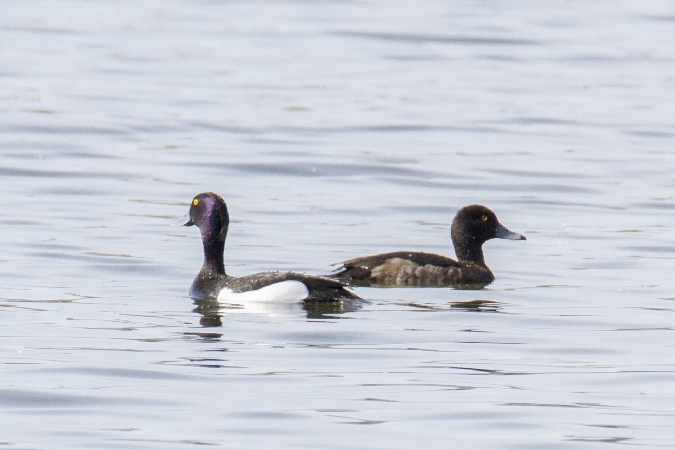 Reiherente  - Anna Kamilewicz-Wicik