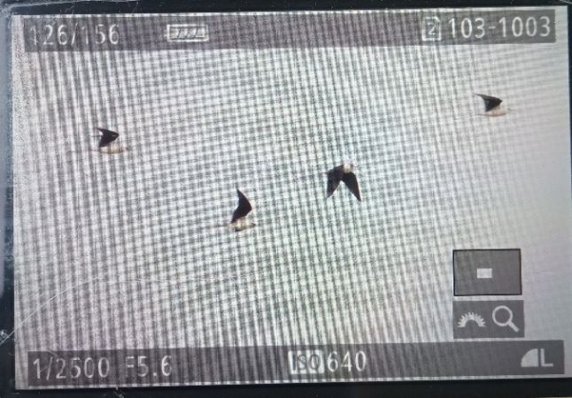 Echasse blanche  - Michał Polakowski