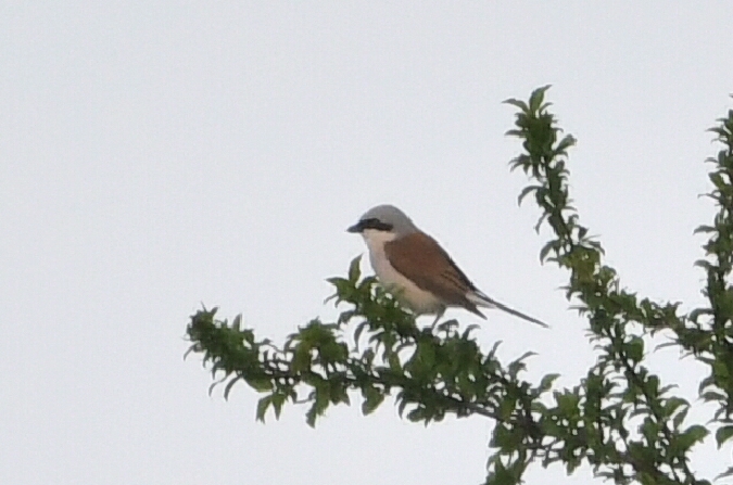 gąsiorek  - Marcin Sołowiej