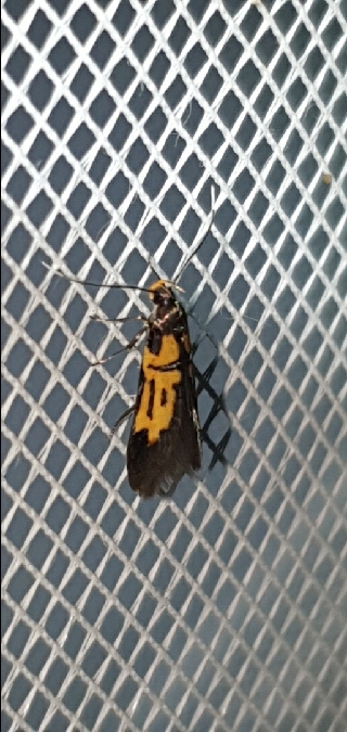 Schiffermuelleria schaefferella  - Melchior Viallet