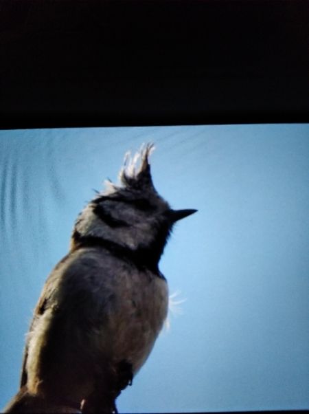 czubatka  - Andrzej Lipiński