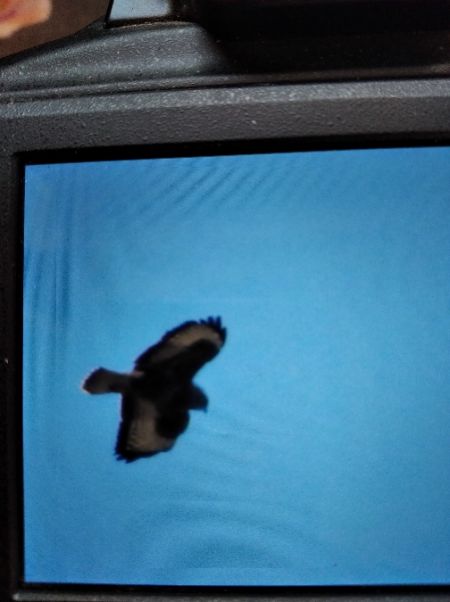 myszołów  - Andrzej Lipiński