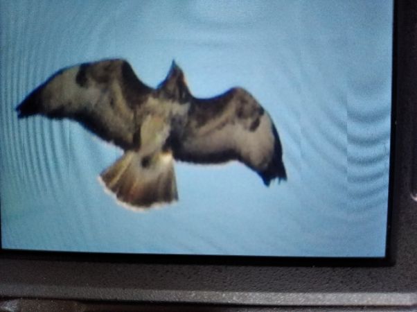 Buse variable  - Andrzej Lipiński