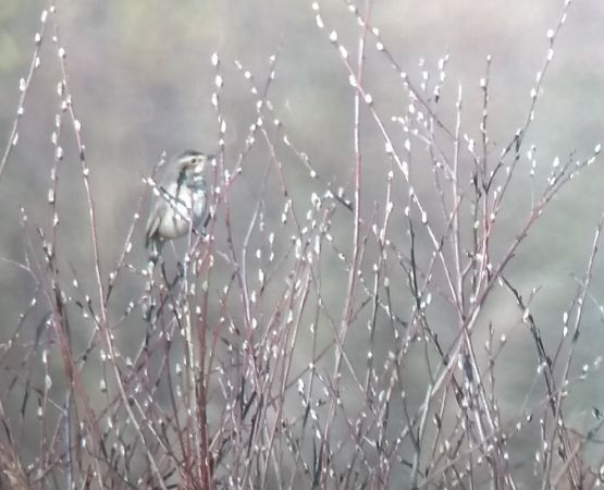 Blaukehlchen  - Barbara Polanin