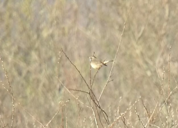 Gorgebleue à miroir  - Barbara Polanin
