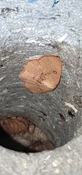 Cyclophora puppillaria  - Melchior Viallet