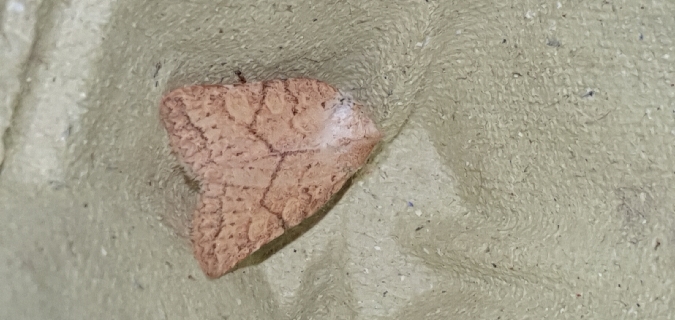 Jodia croceago  - Melchior Viallet