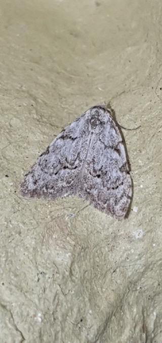 Nola confusalis  - Melchior Viallet