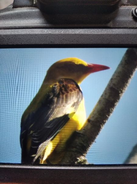 Eurasian Golden Oriole  - Andrzej Lipiński