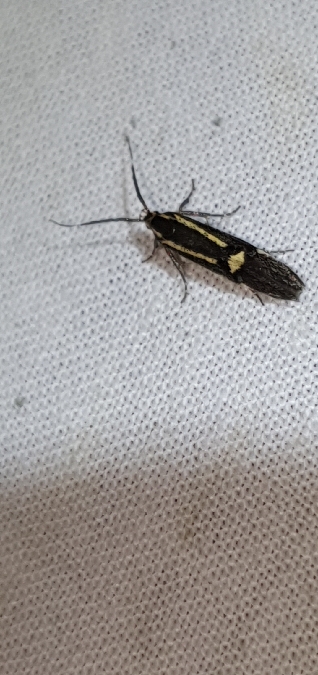 Esperia sulphurella  - Melchior Viallet