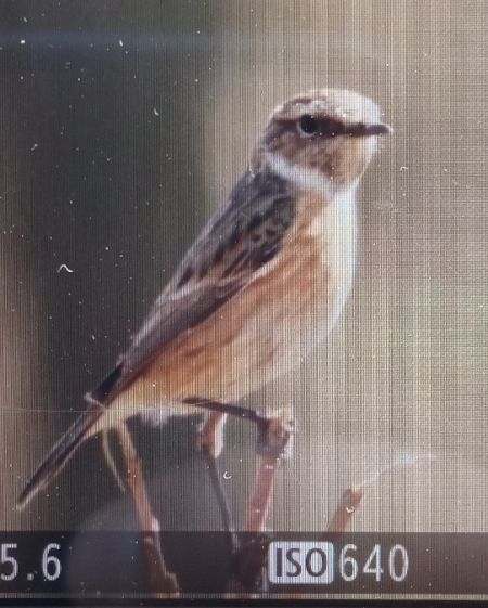 Schwarzkehlchen  - Michał Polakowski