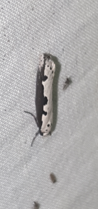 Ethmia bipunctella  - Melchior Viallet