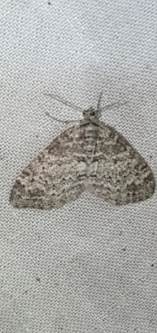 Lobophora halterata  - Melchior Viallet