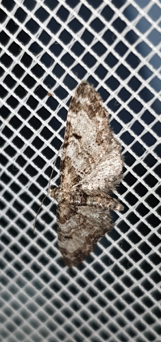 Eupithecia irriguata  - Melchior Viallet