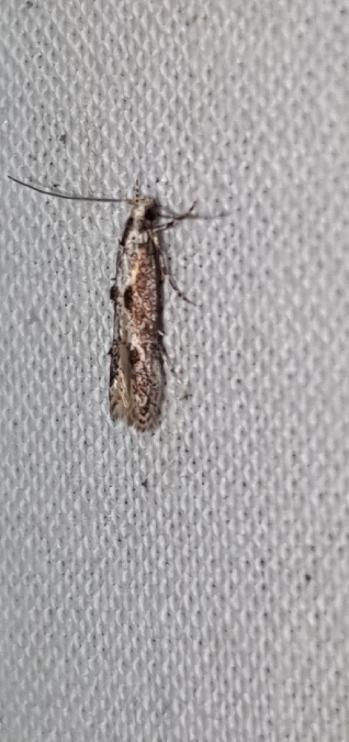 Blastodacna hellerella  - Melchior Viallet