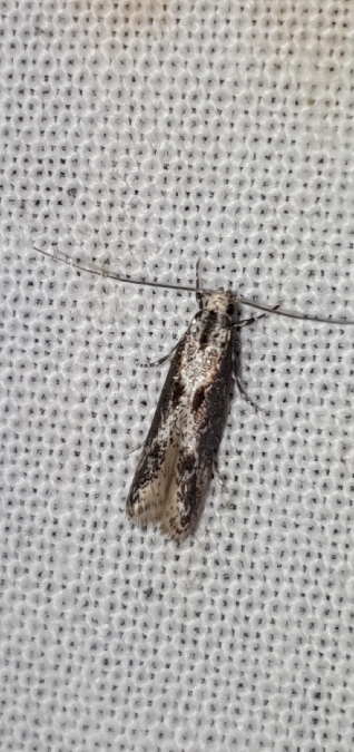 Blastodacna hellerella  - Melchior Viallet