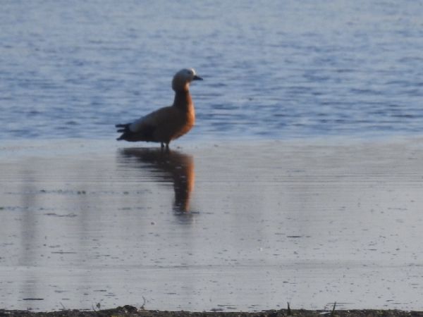 Ruddy Shelduck  - Szymon Sendera