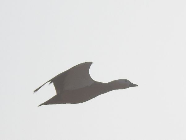 Tadorne casarca  - Szymon Sendera