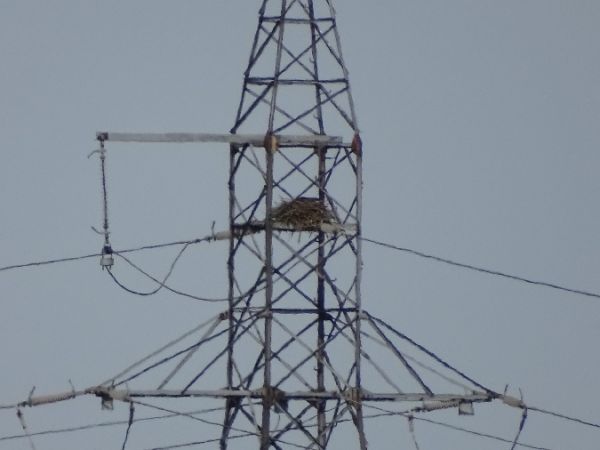 kruk  - Marek Bebłot