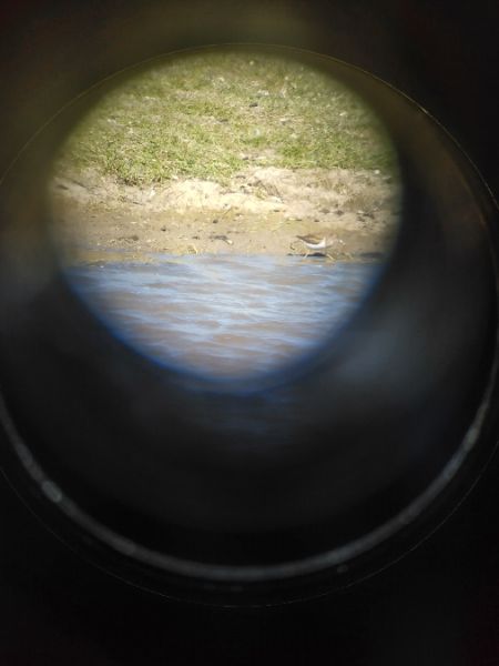 Flussuferläufer  - Christian Umlauf