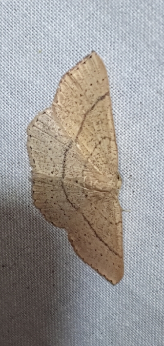 Cyclophora suppunctaria  - Melchior Viallet