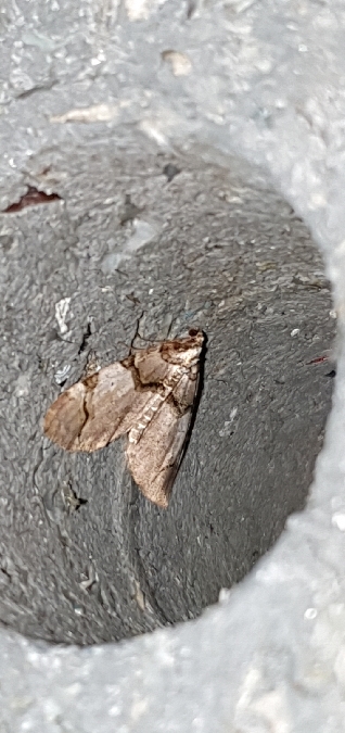 Anticlea derivata  - Melchior Viallet