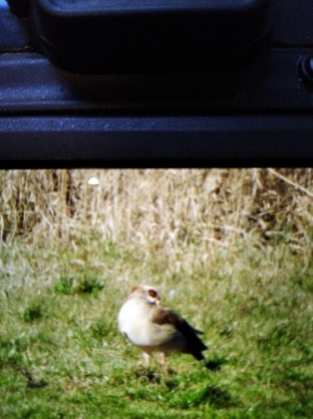 Egyptian Goose  - Andrzej Lipiński
